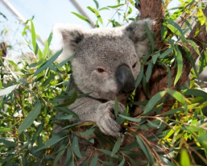 WILD_LIFE_Sydney_300_dpi_JPEG_Koala_4